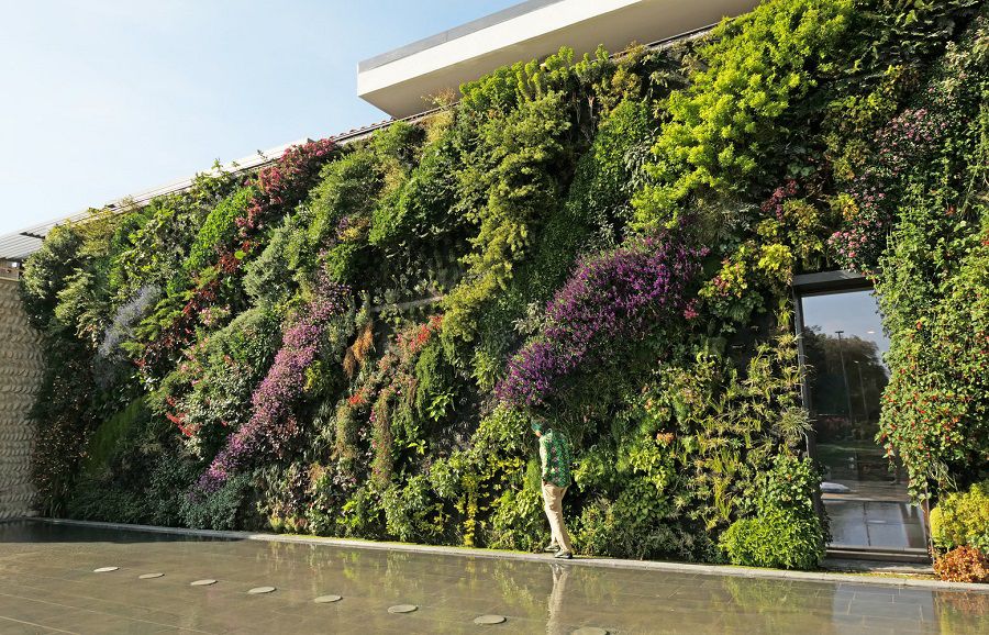 plantas resistentes ao sol