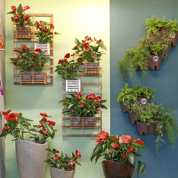 plantas para jardim vertical