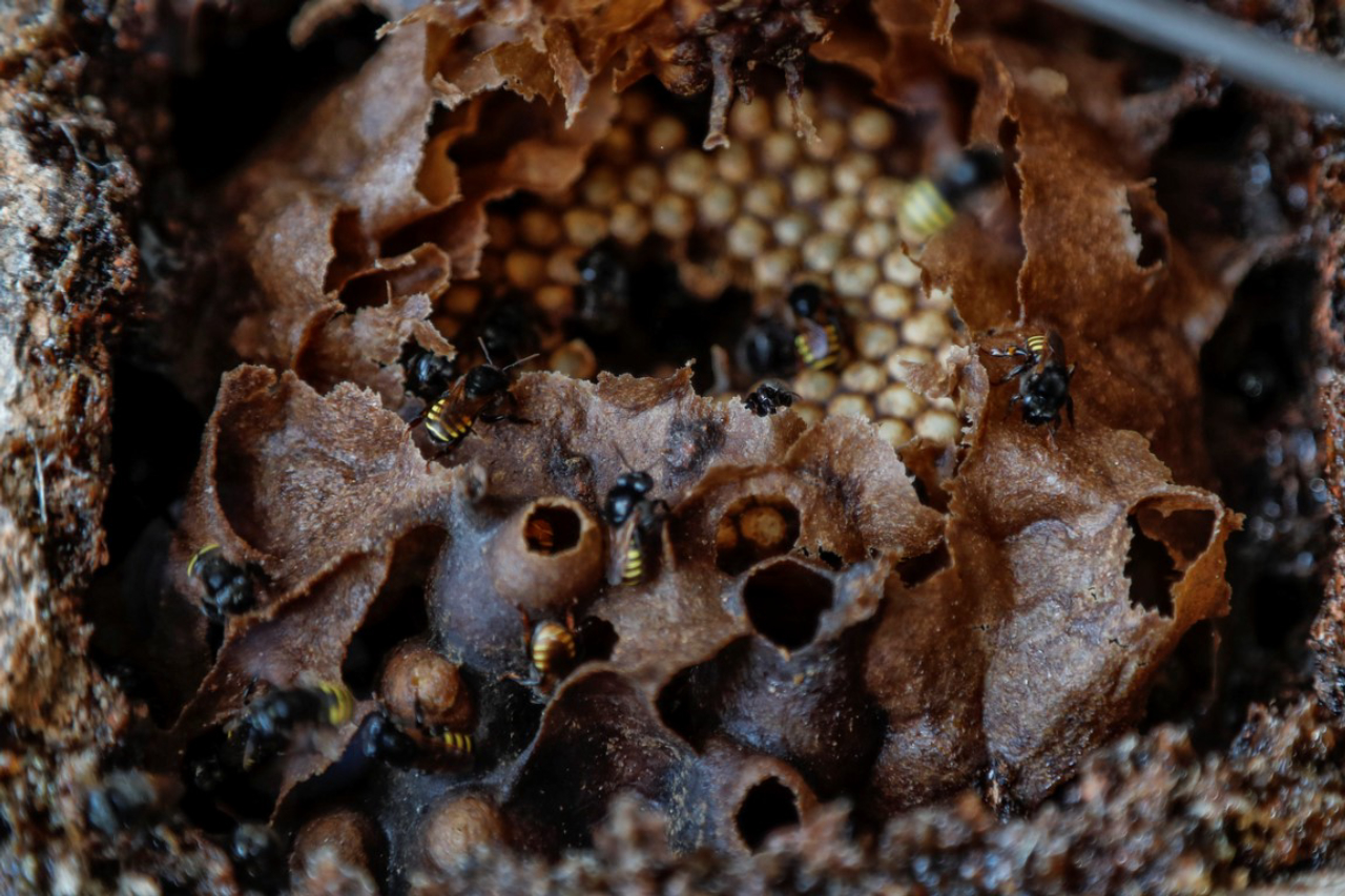 As melhores plantas para atrair abelhas Jataí