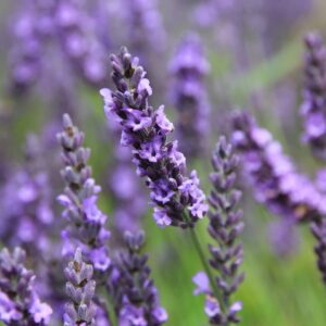 Como construir um hotel de abelhas caseiro