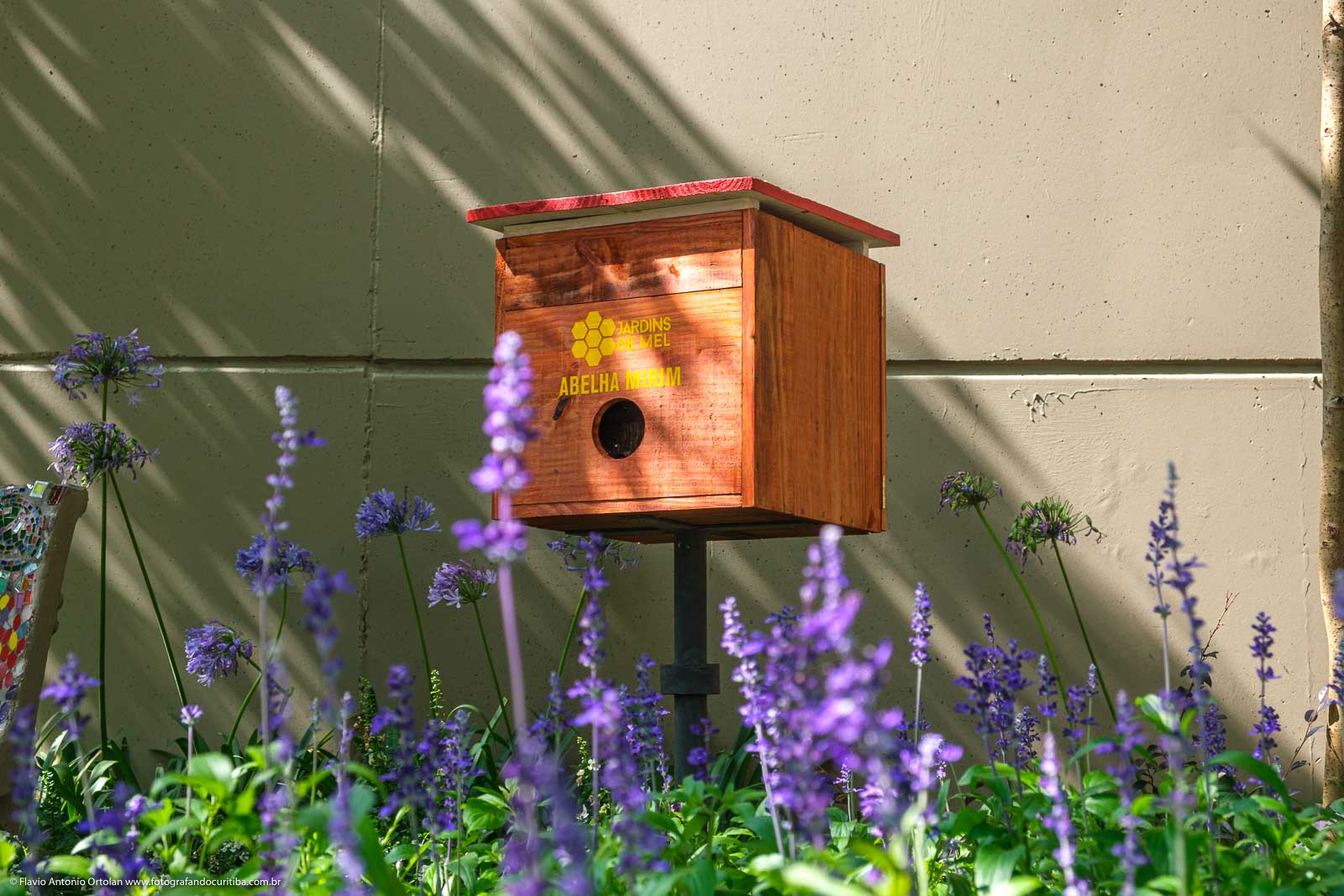 Guia completo de plantas melíferas para seu jardim