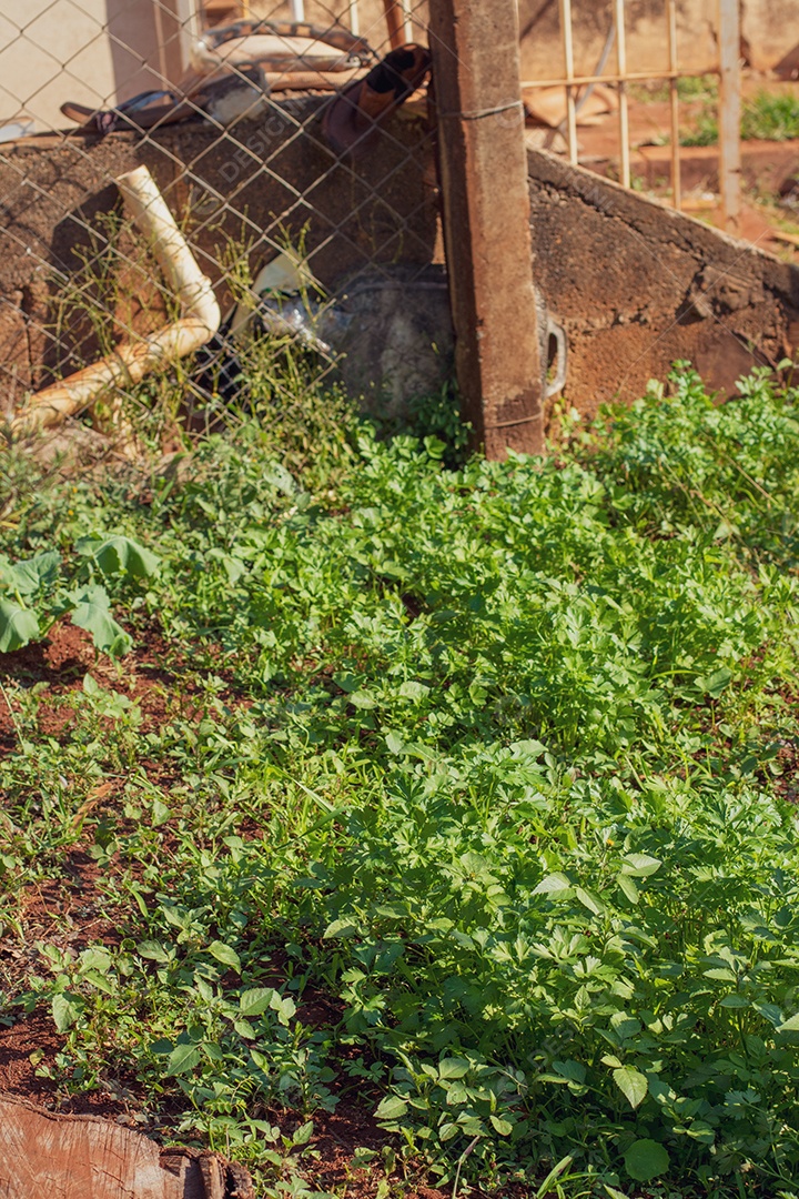ideias de jardim com reciclagem