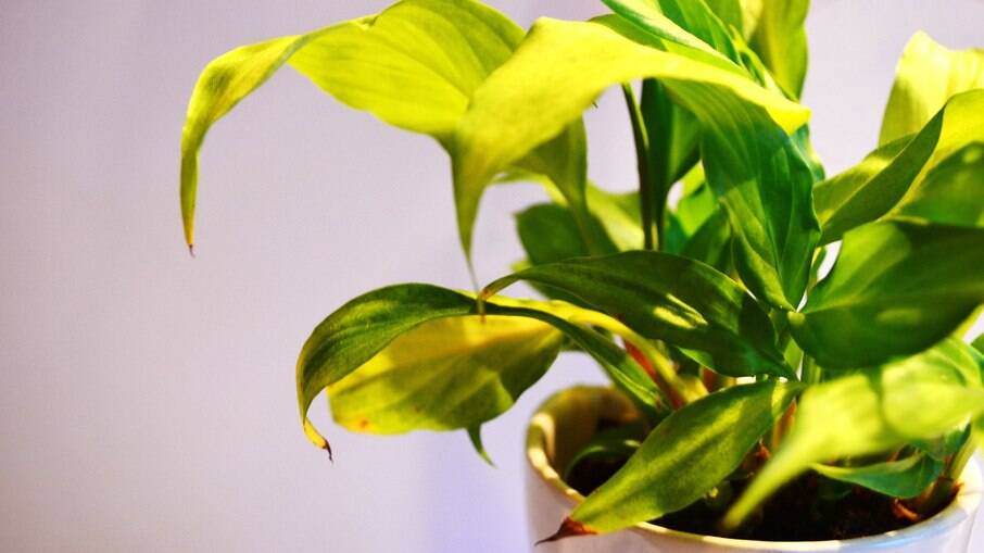 Construindo caminhos e estruturas no jardim a dois