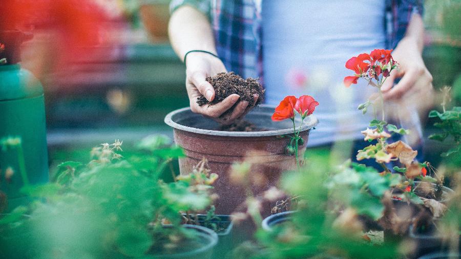 jardinagem como hobby para casais