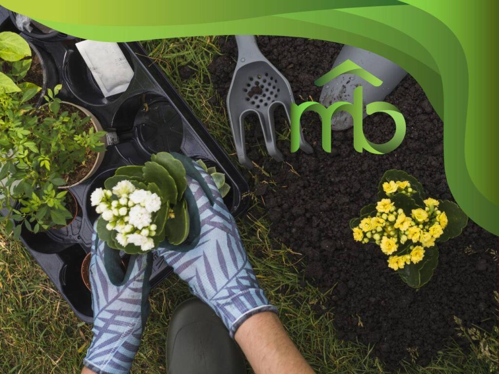 5 ideias de plantas fáceis para iniciantes a dois