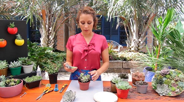 Transformando suculentas em um negócio de casal