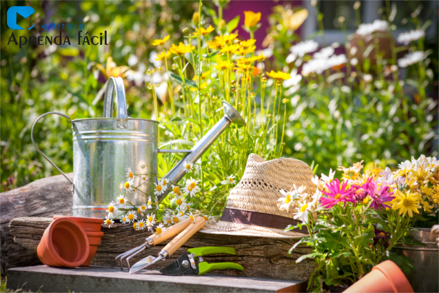 Transformando suculentas em um negócio de casal