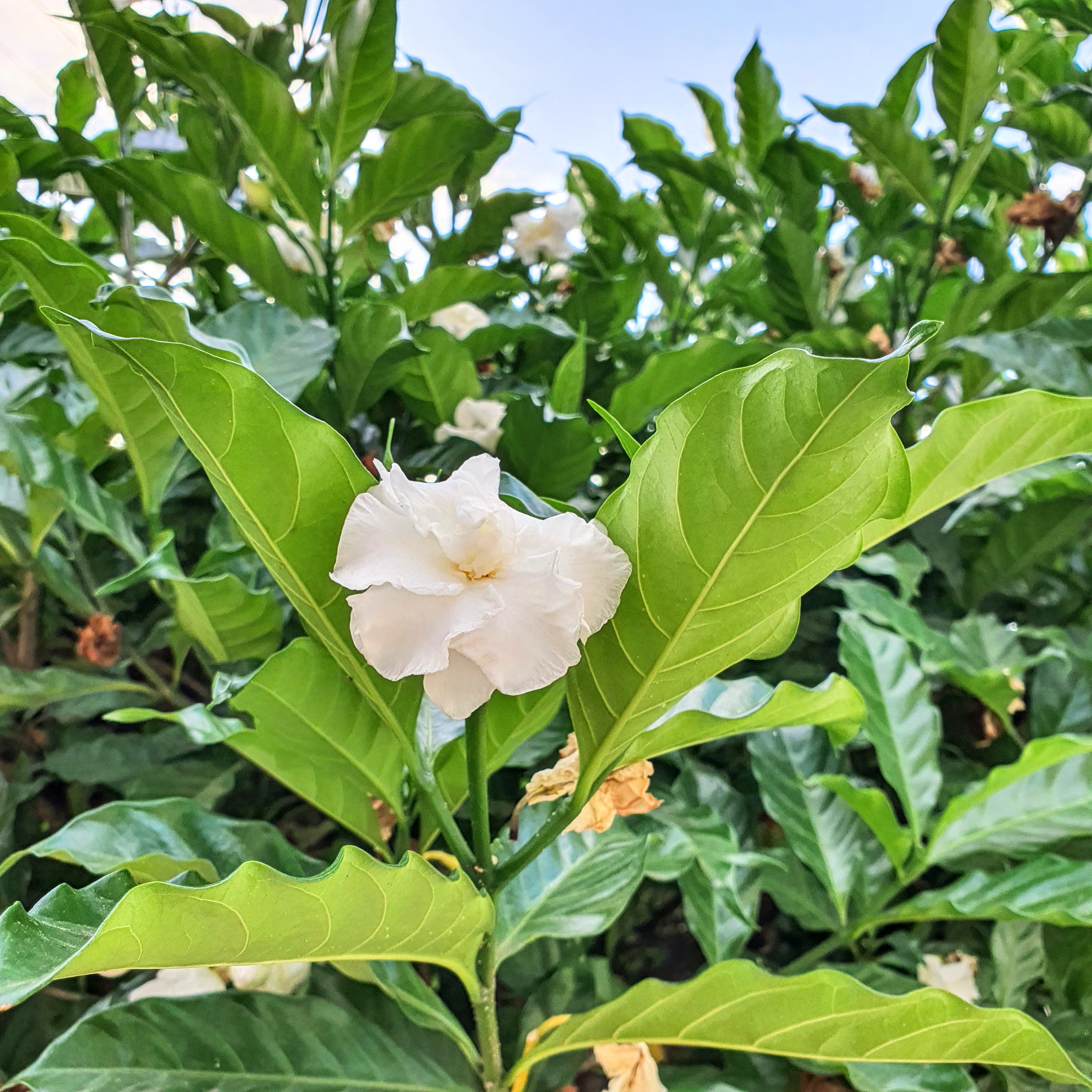 Flor-de-leite