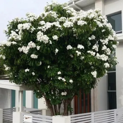 Jasmim do Caribe