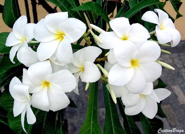 Plumeria pudica