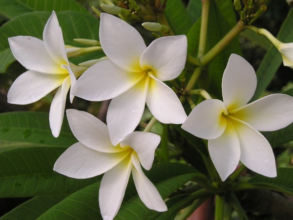 Como Identificar e Tratar Pragas Comuns no Jasmim Manga