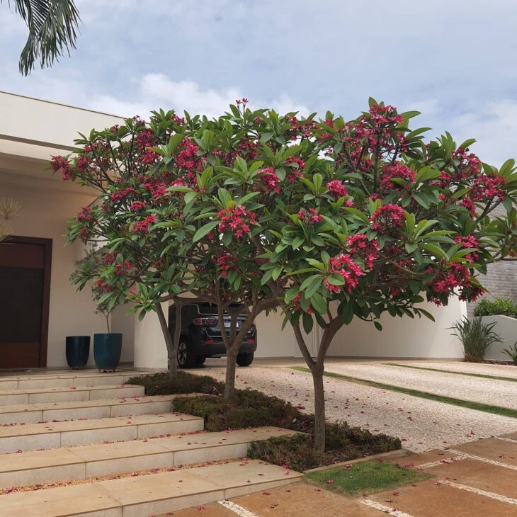 Guia Completo de Poda para Estimular a Floração do Jasmim Manga