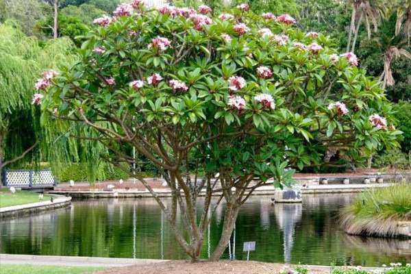 Jasmim Manga: Benefícios e Usos Aromáticos