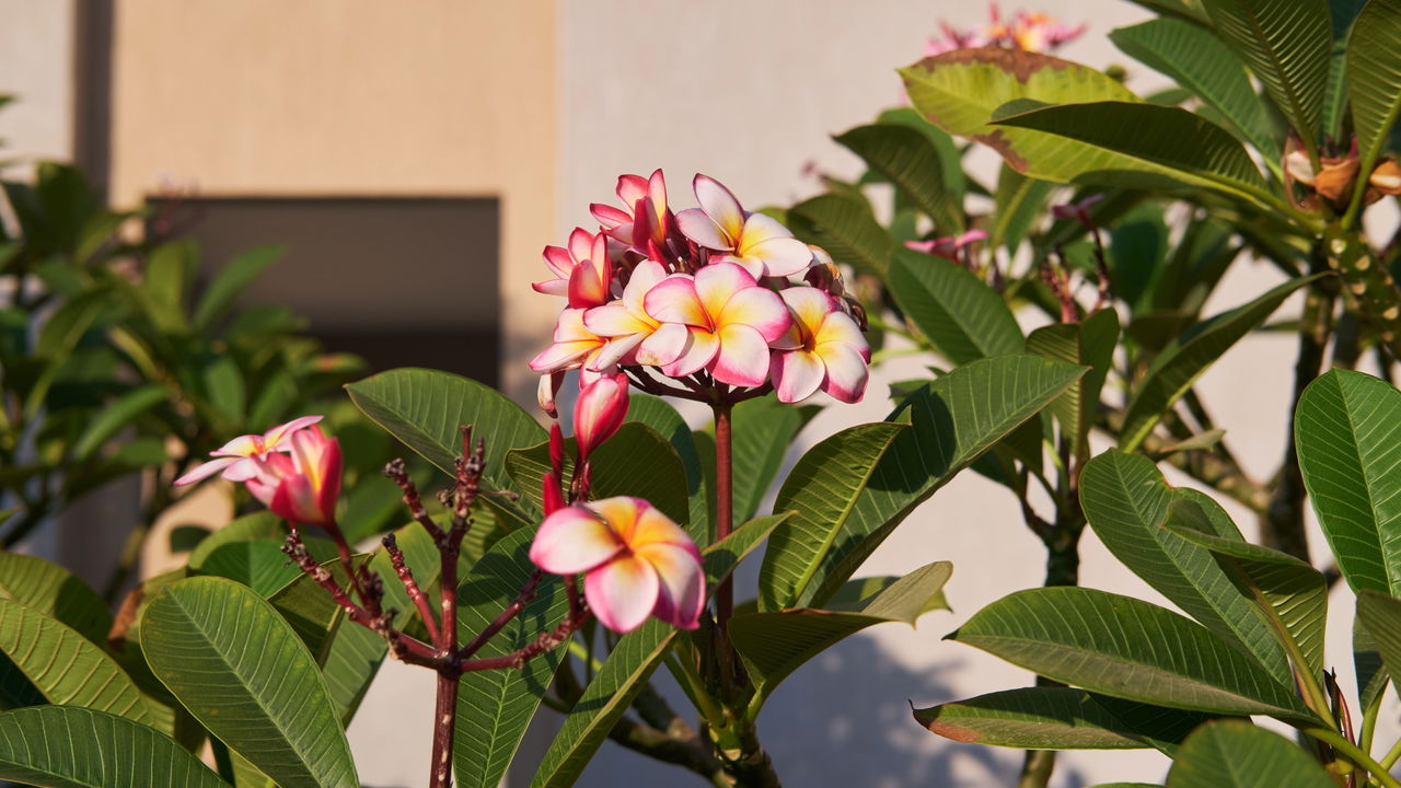 A Importância da Drenagem no Cultivo de Jasmim Manga