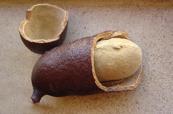 Receitas com Farinha de Jatobá