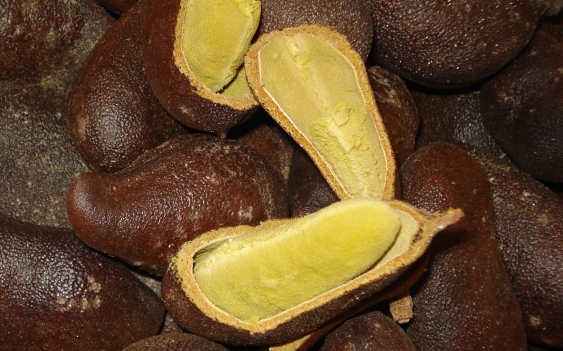 Benefícios da Seiva de Jatobá para a Saúde