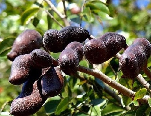 Onde Comprar Mudas de Jatobá