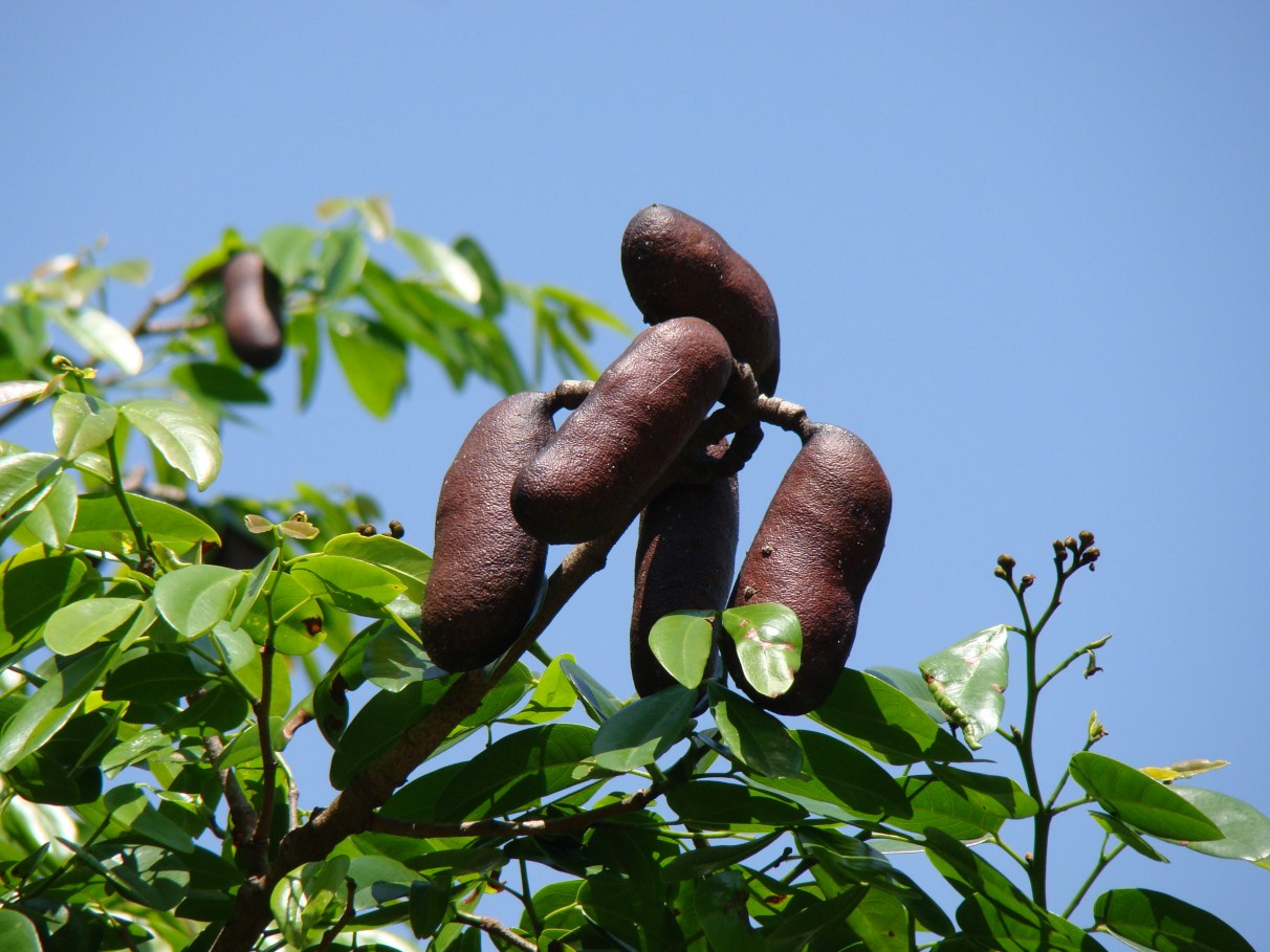 A Importância do Jatobá na Recuperação de Áreas Degradadas