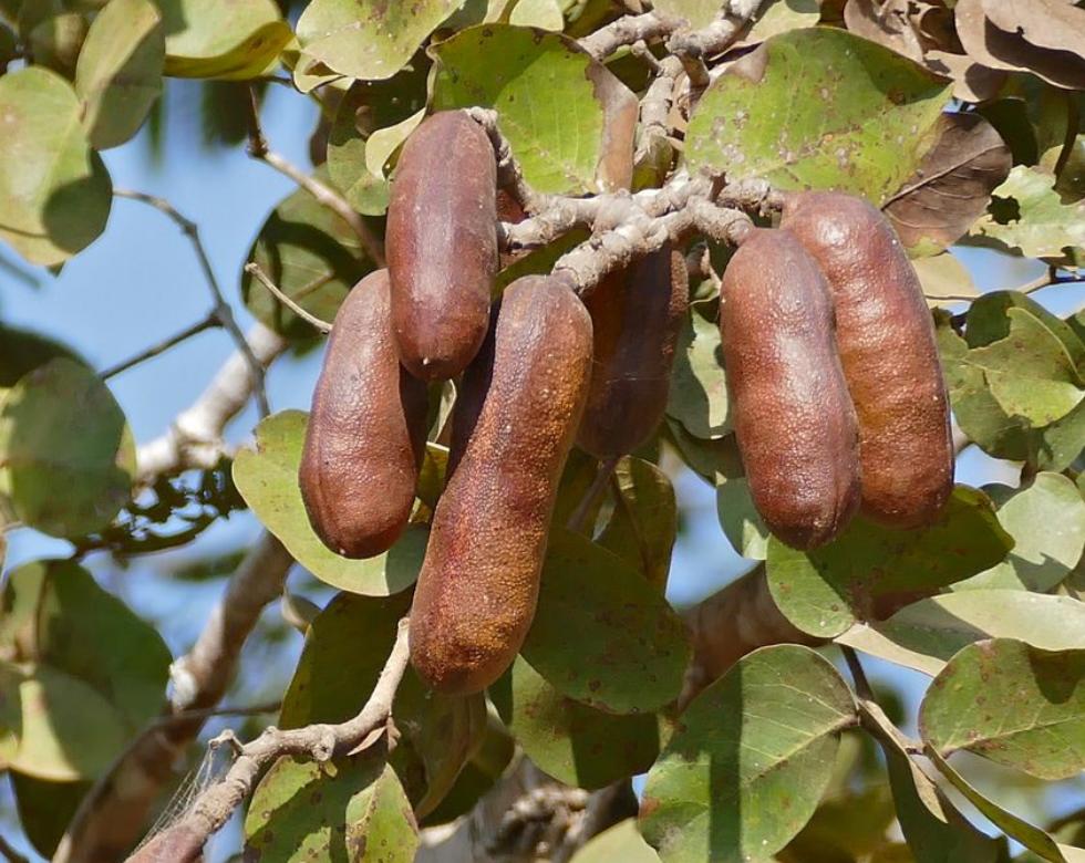 Receitas com Farinha de Jatobá