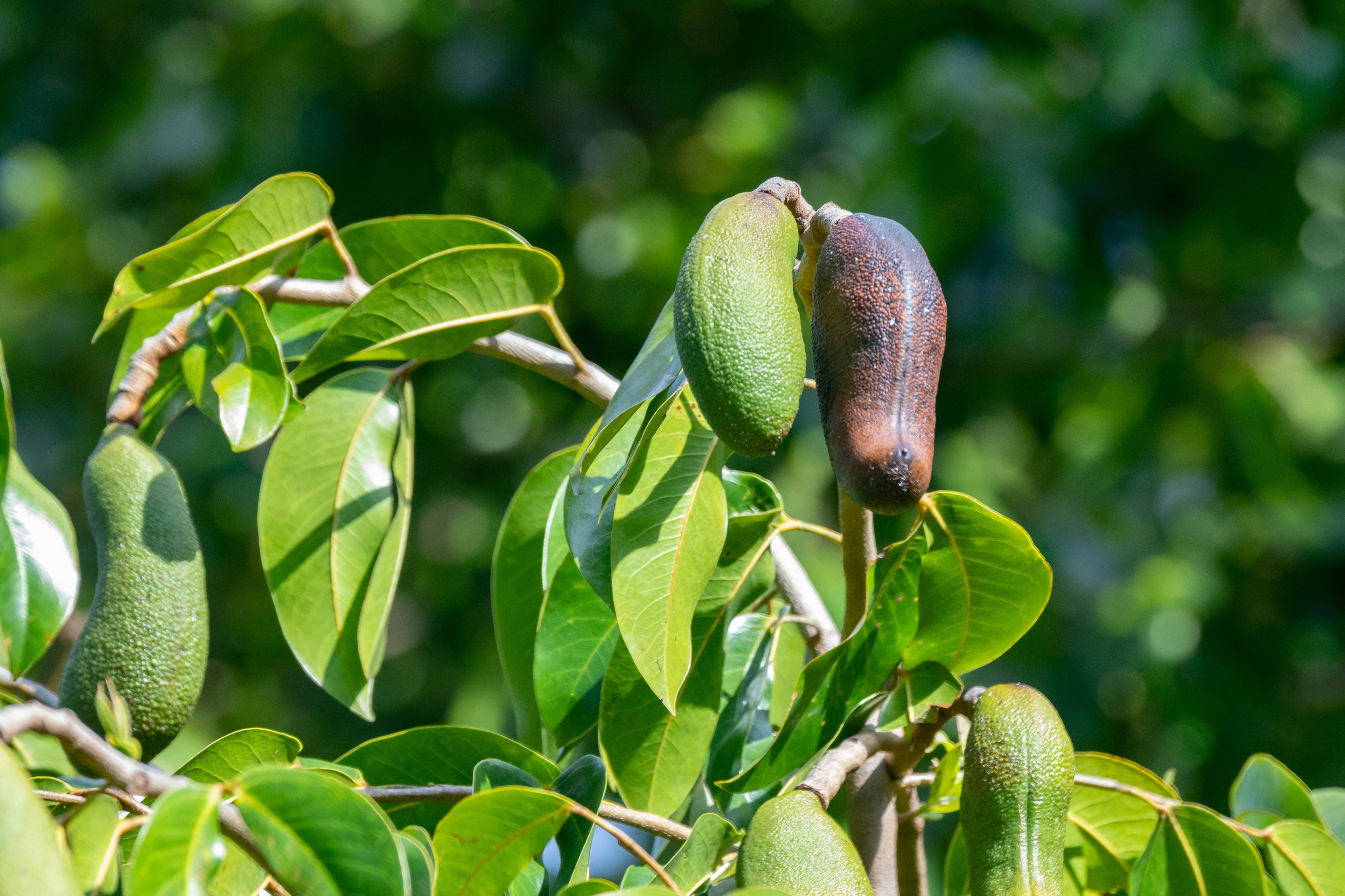 Benefícios da Seiva de Jatobá para a Saúde