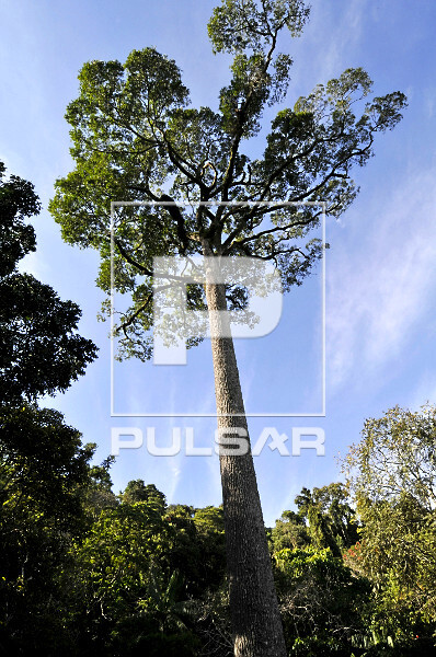 A História do Ciclo do Café em Vassouras