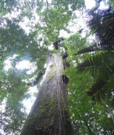 Conheça o Mirante Imperial: Vista Panorâmica de Vassouras