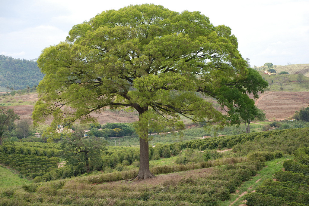 Guia Completo da Fazenda do Secretário em Vassouras