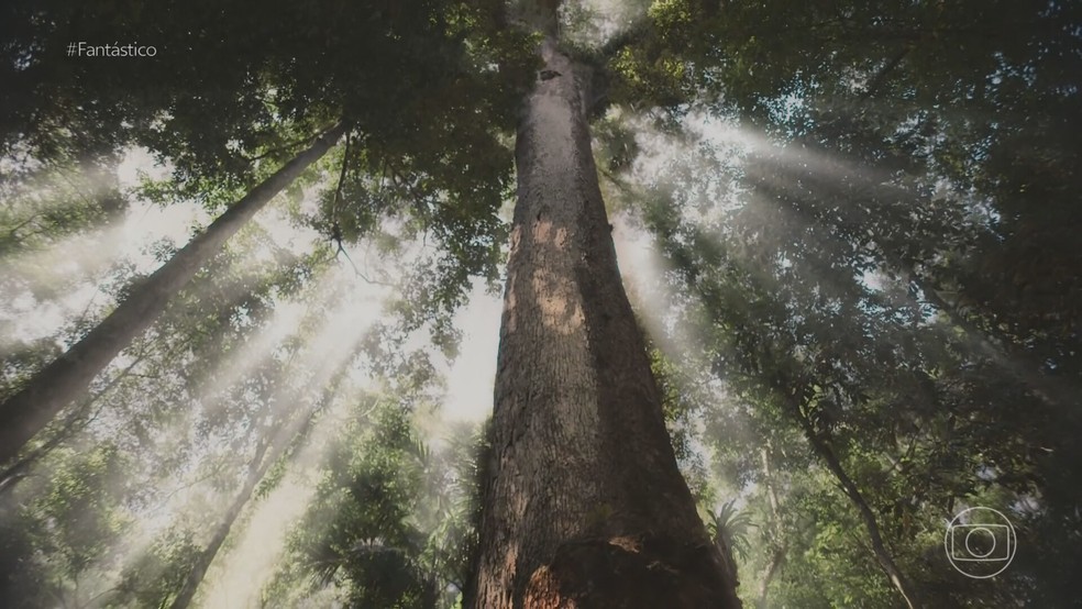A História do Ciclo do Café em Vassouras