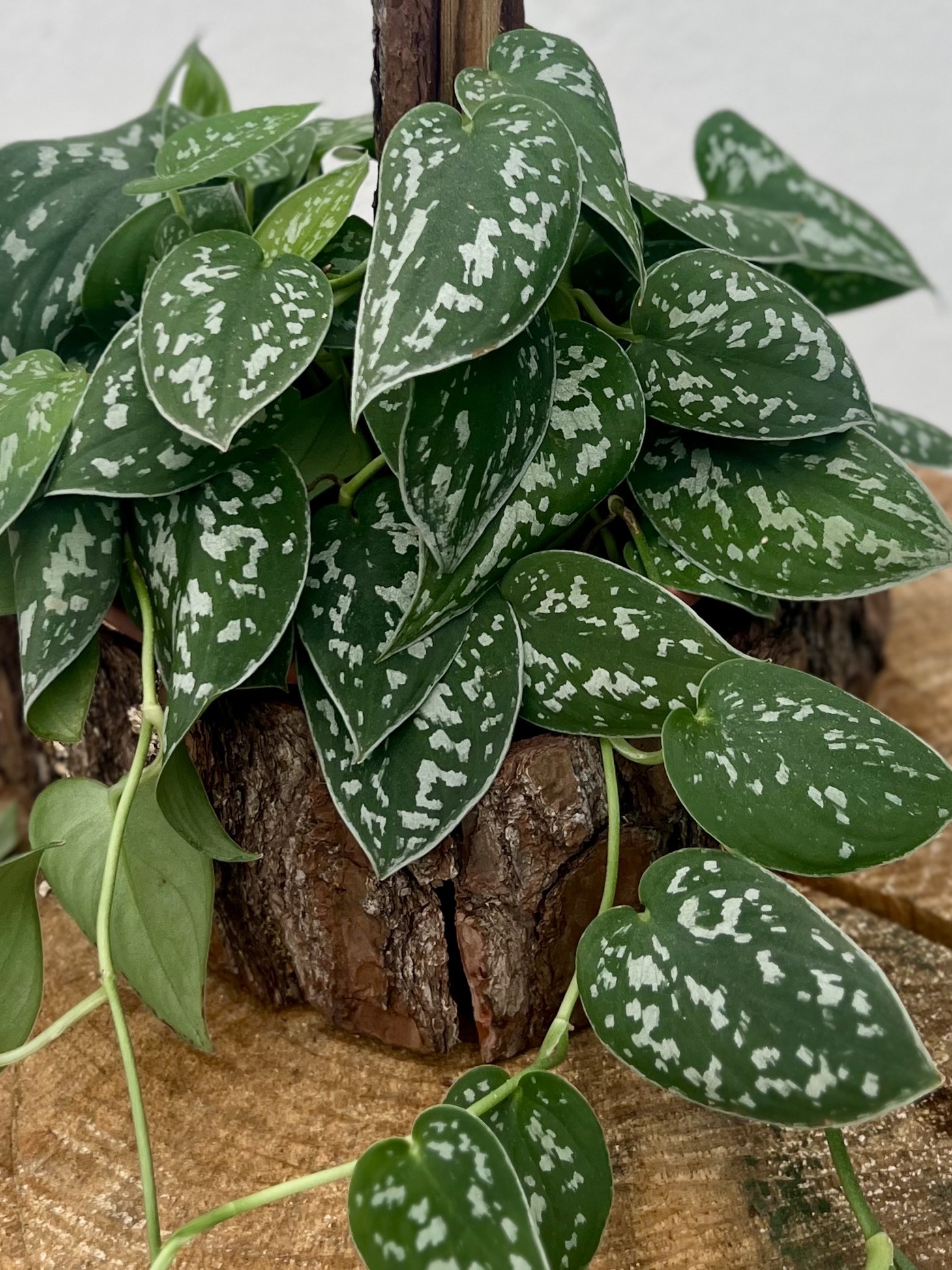 Planta Jiboia Prateada