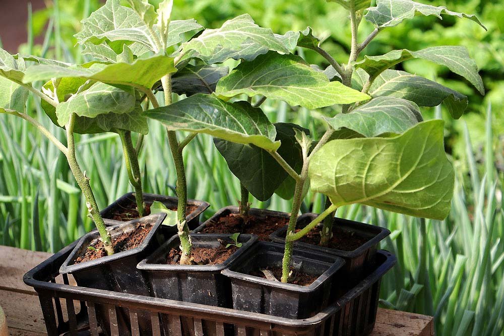 Benefícios do jiló para a saúde