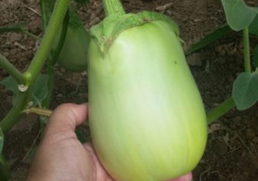 Escolhendo o melhor tipo de jiló para cultivar