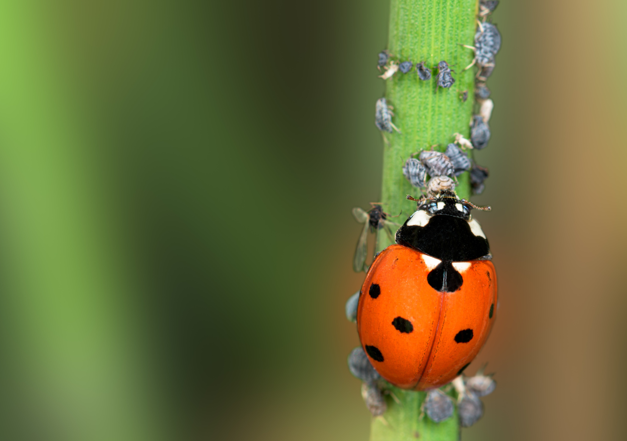 Como Identificar as Principais Pragas que as Joaninhas Combatem