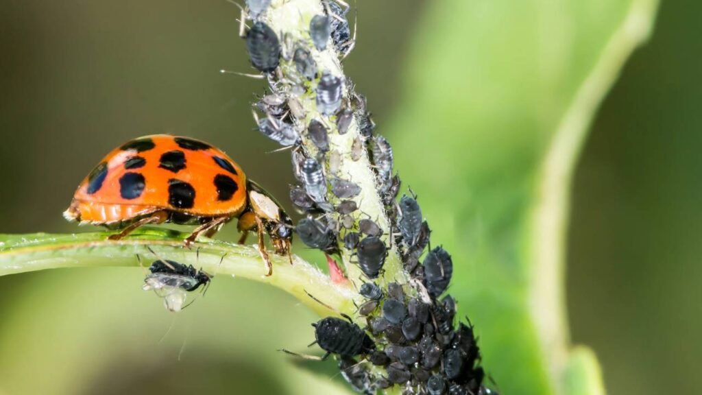 Biofábricas de Joaninhas: Onde Encontrar e Como Utilizar