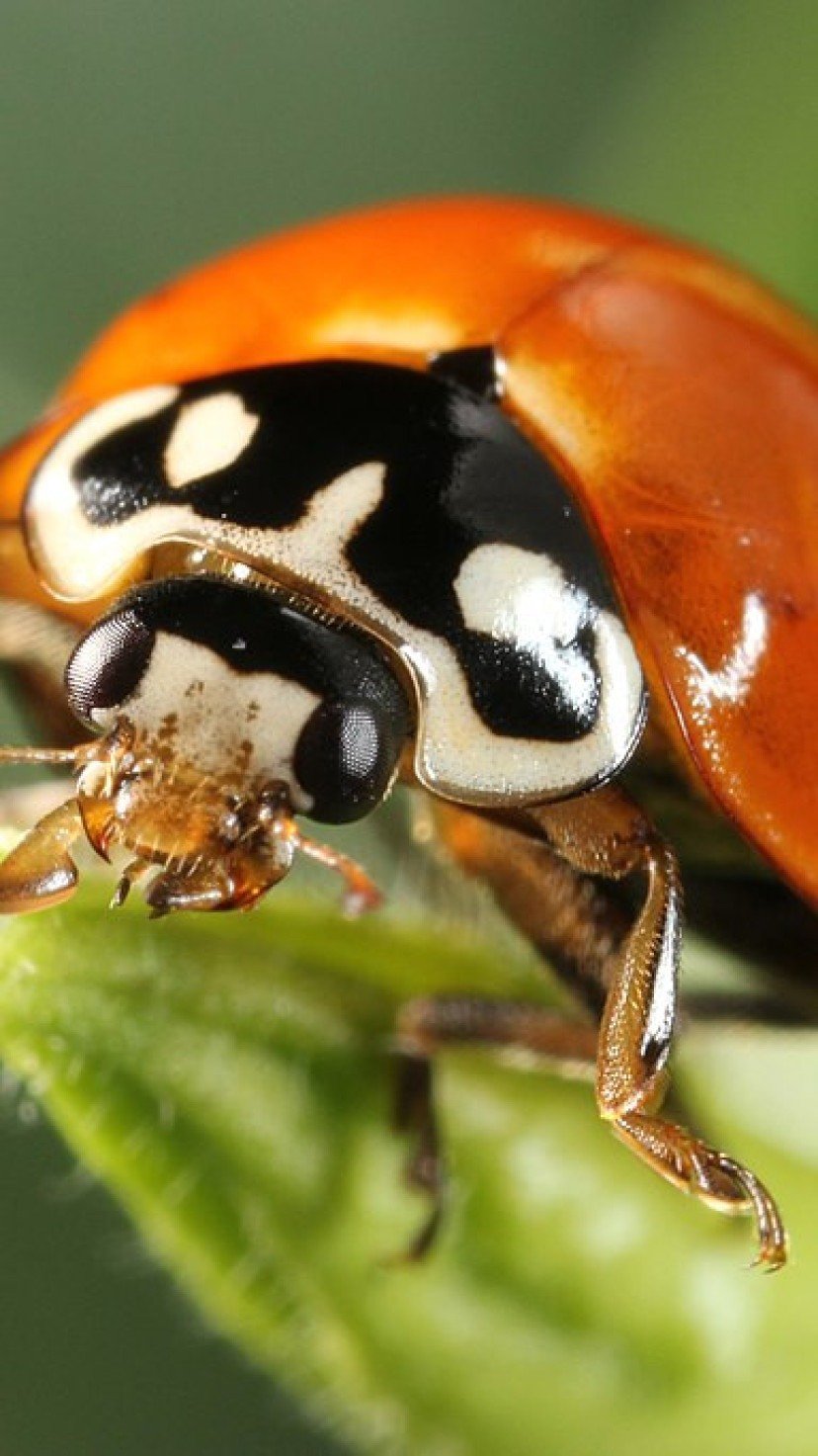 Joaninhas vs. Agrotóxicos: Uma Escolha pela Natureza