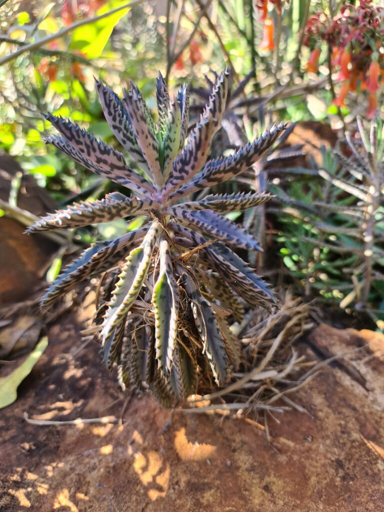 Bryophyllum delagoense