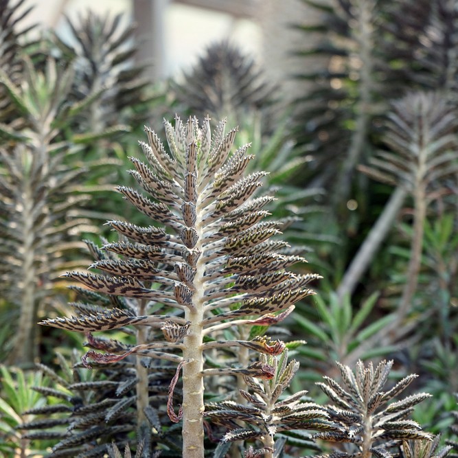 Kalanchoe tubiflora