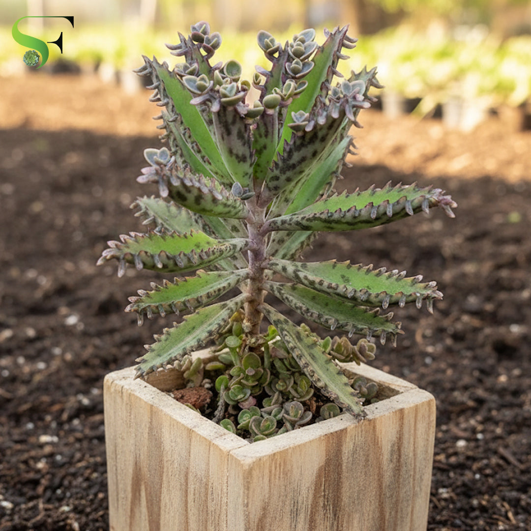 Bryophyllum delagoense