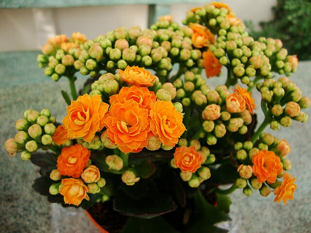 kalanchoe gosta de sol ou sombra