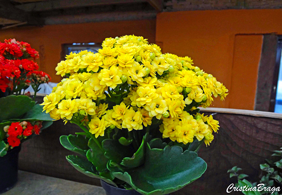 como cuidar kalanchoe