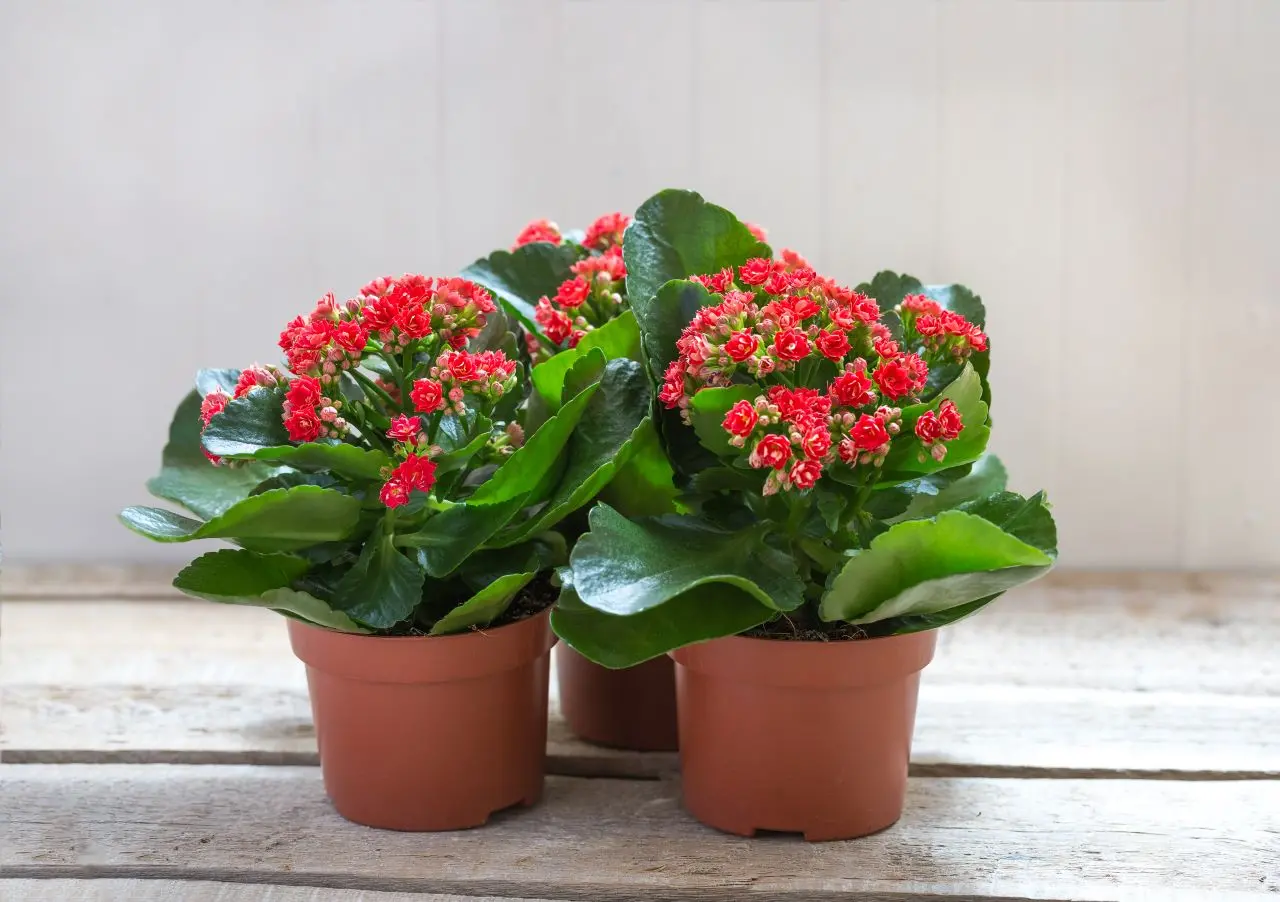 kalanchoe flor da fortuna