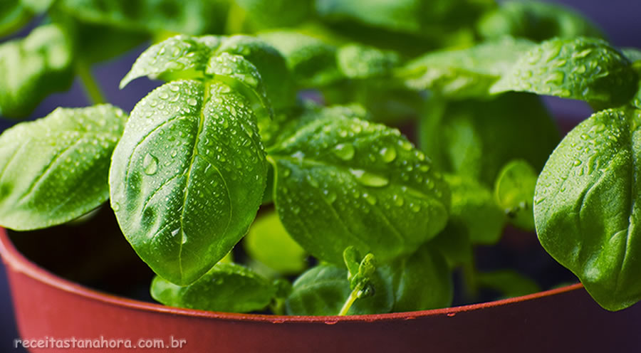 Como congelar ervas em cubos de azeite