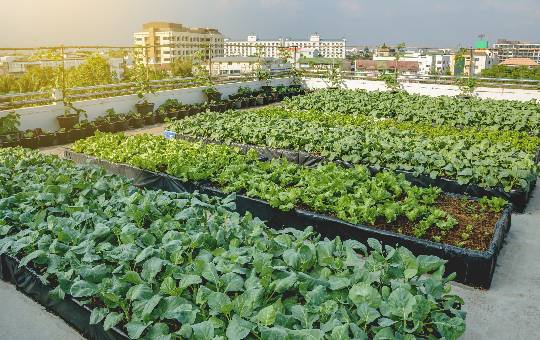 Como conseguir autorização para uma horta urbana