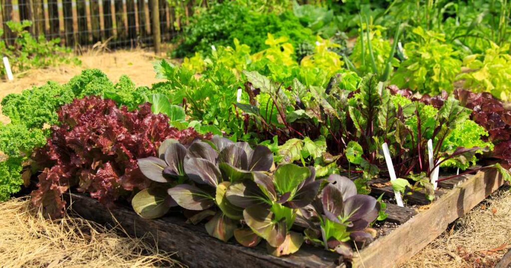 O papel do Estatuto da Cidade na regulamentação de hortas