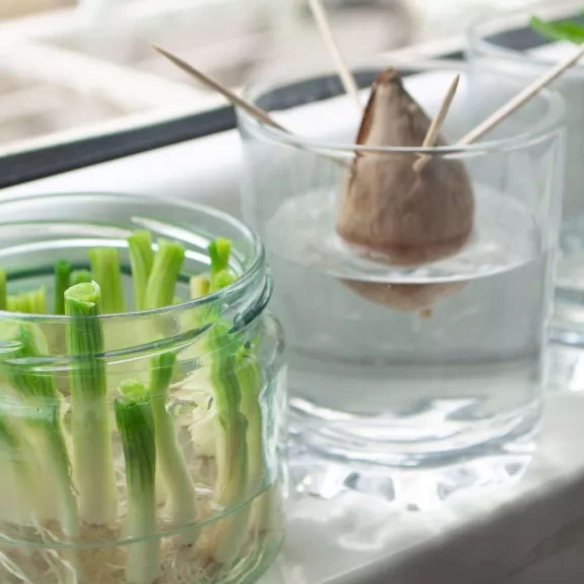 legumes que crescem na água