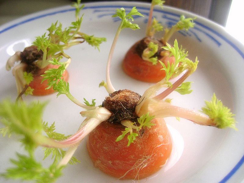 Guia completo de hidroponia para iniciantes