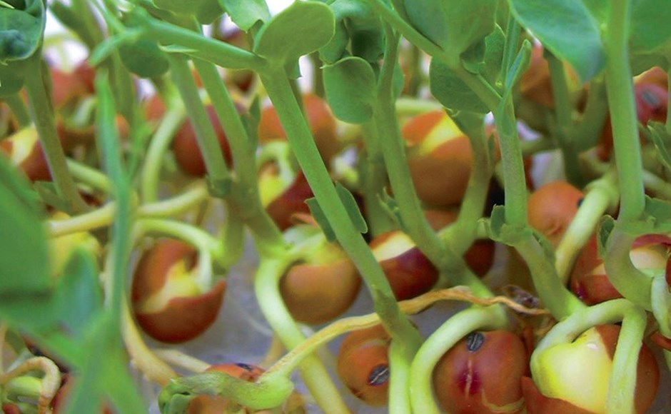 5 ervas que crescem na água e perfumam sua cozinha