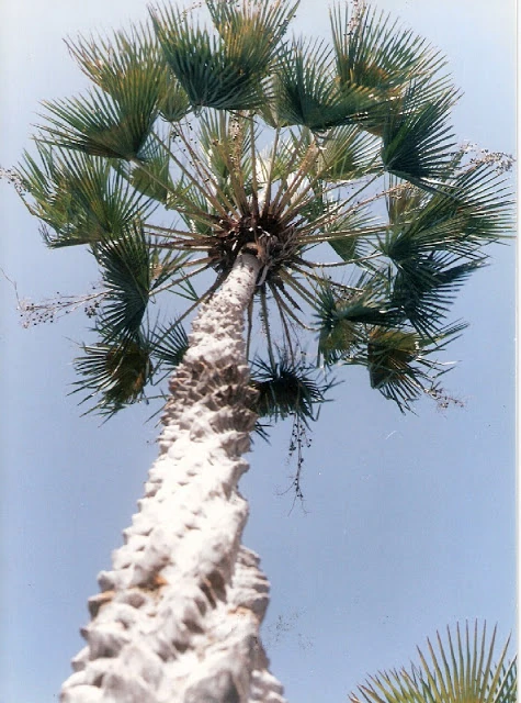 A Carnaúba na Economia do Nordeste: Usos e Produtos