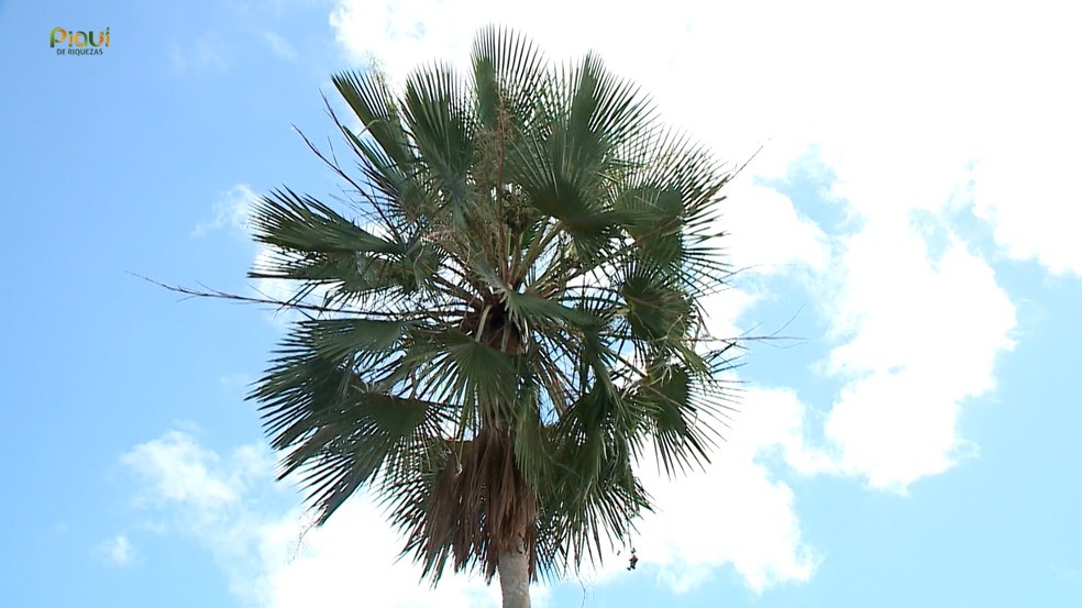 Outras Lendas e Mitos do Folclore Nordestino Além da Carnaúba