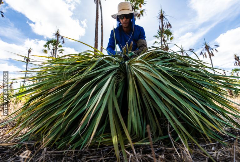 Como a Carnaúba Contribui para a Sustentabilidade da Caatinga