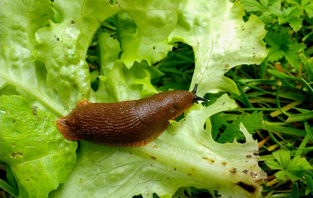 5 Dicas Rápidas para Afastar Lesmas da Sua Horta